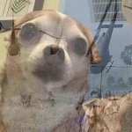 dogtrauma.jpg
