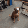 dog-you.gif